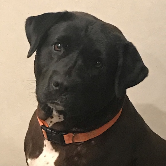 Meet your Posher, Rebecca - Picture 3 of 4